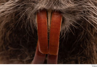 Nutria teeth 0002.jpg